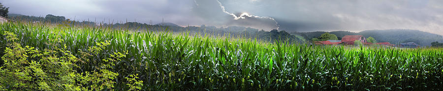 Country Cornfields Photograph by Debra and Dave Vanderlaan