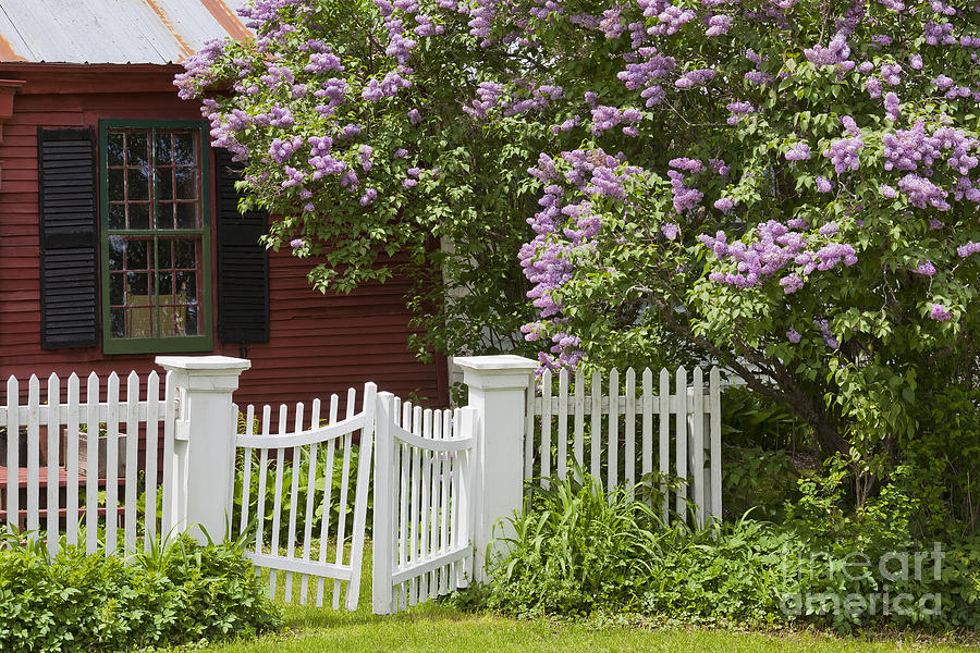 Country Cottage Lilac Bloom Photograph by Alan L Graham