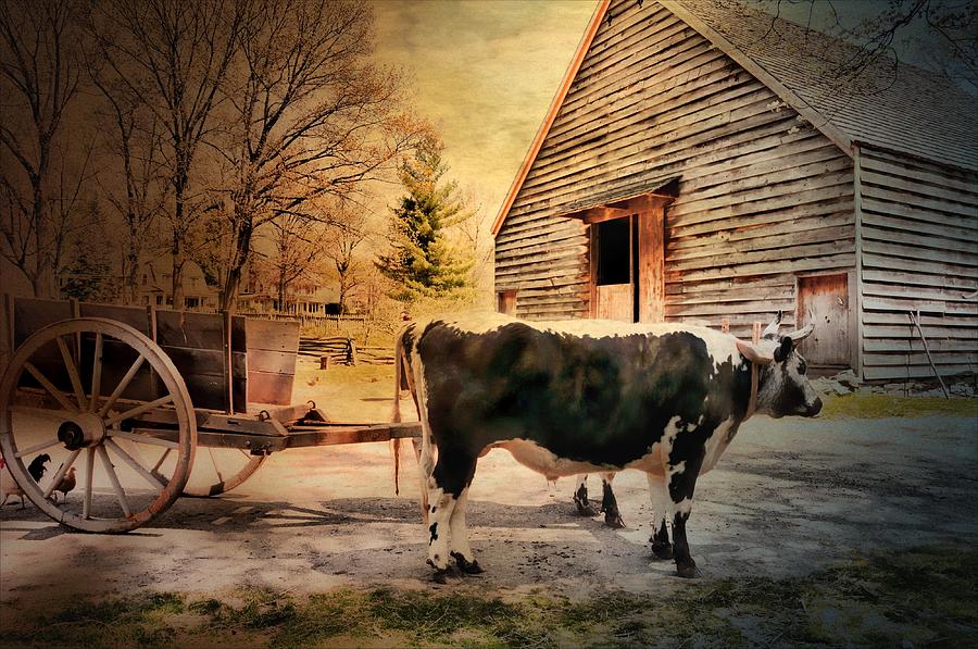 Country Cow Photograph by Diana Angstadt