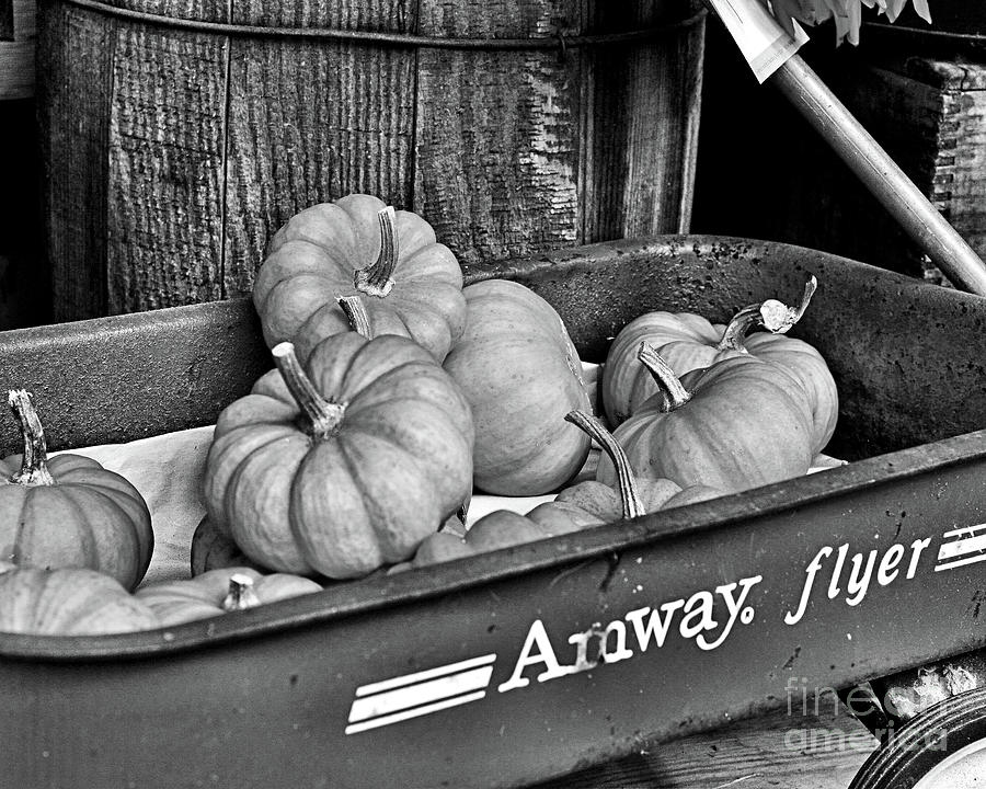 Country Mini Pumpkins In Black And White Photograph by Smilin Eyes Treasures