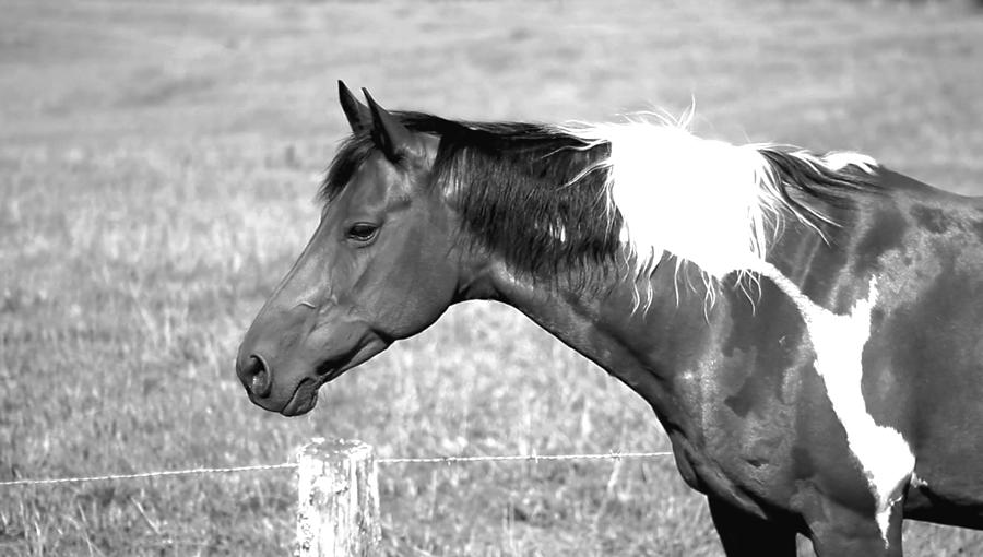 Country Horse in Black and White Photograph by Morgan Carter