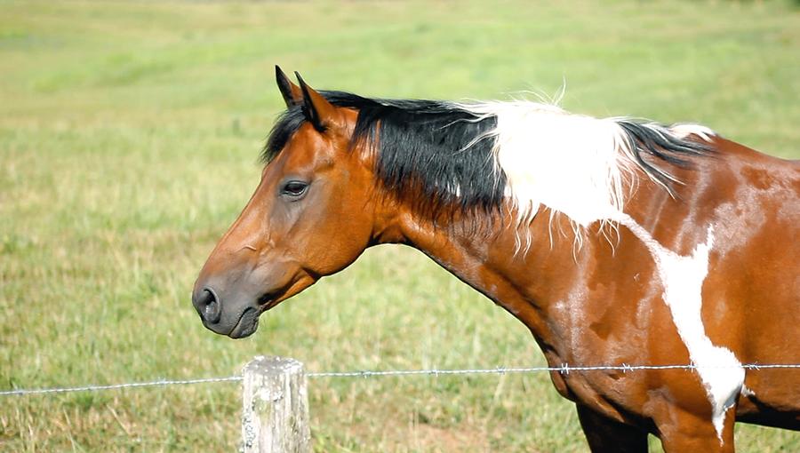 Country Horse Photograph by Morgan Carter