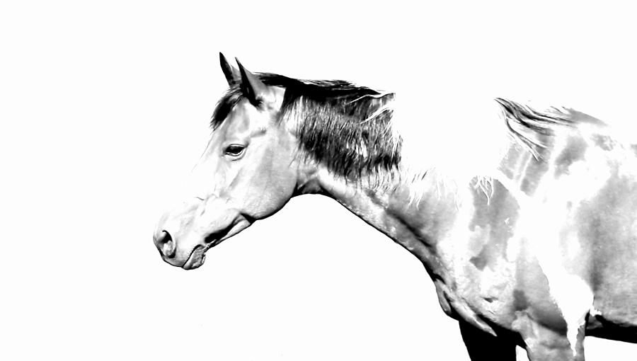 Country Horse Whiteout Photograph by Morgan Carter