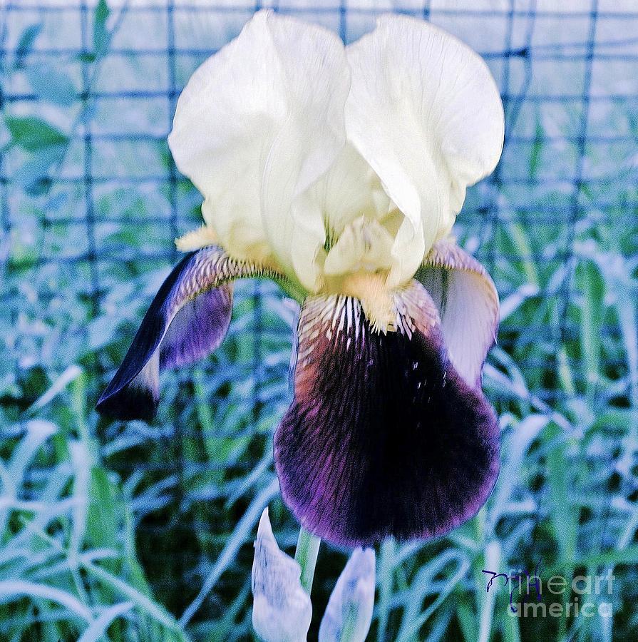 Country Iris Photograph by Marsha Heiken