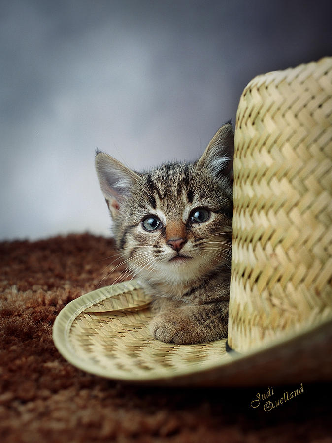 Country Kitten Photograph by Judi Quelland