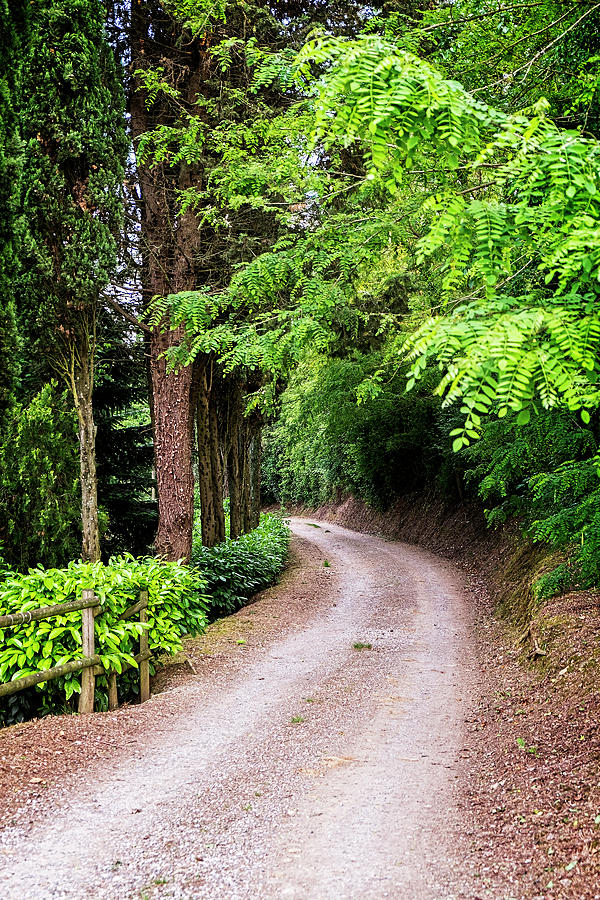 Country Lane Photograph by Catherine Reading