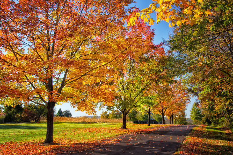 Country Lane in Autumn Photograph by Carolyn Derstine - Fine Art America