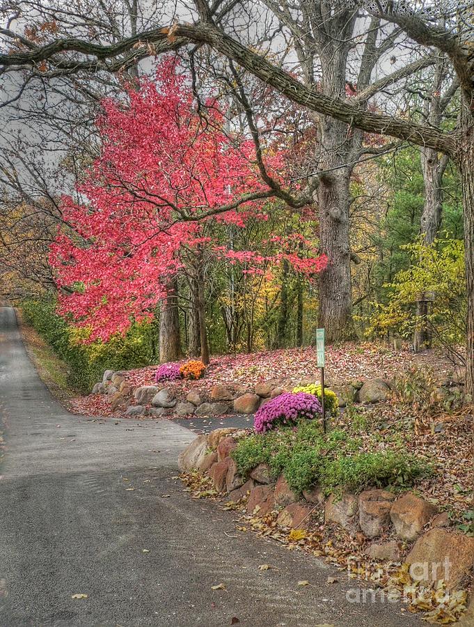 Country lane in fall Photograph by David Bearden