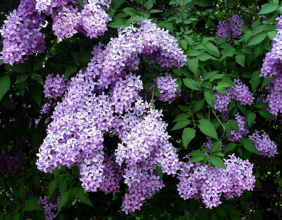 Country Lane Lilacs 1 Photograph by Will Borden
