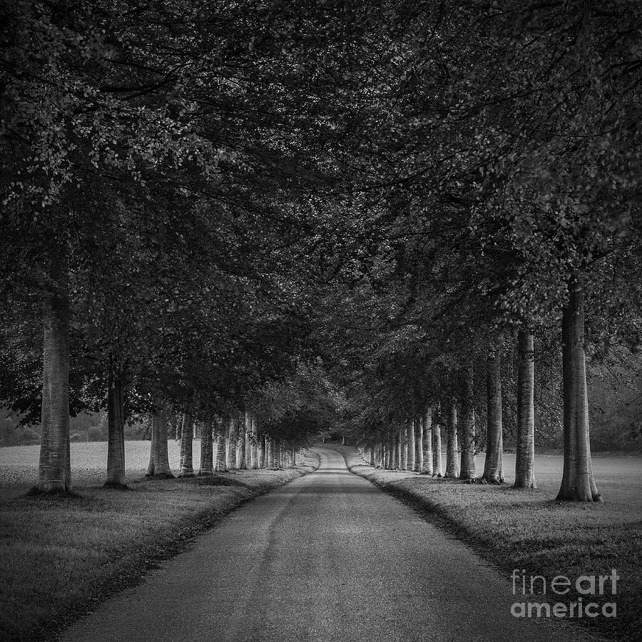 Tree Photograph - Country Lane by Richard Thomas