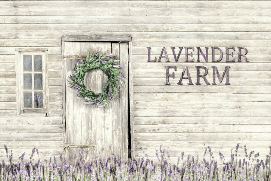 Country Lavender Farm Photograph by Lori Deiter