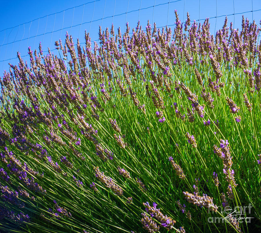 Country Lavender I  Photograph by Shari Warren