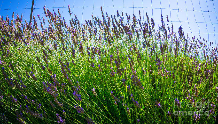 Flower Photograph - Country Lavender II by Shari Warren