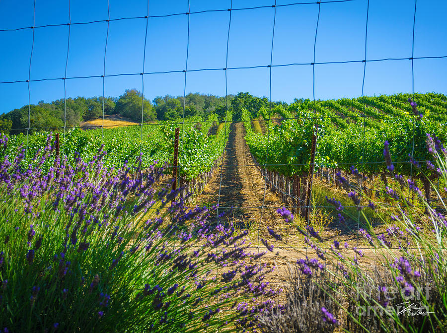 Country Lavender V Photograph by Shari Warren