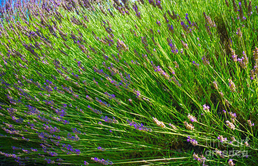 Country Lavender VI Photograph by Shari Warren