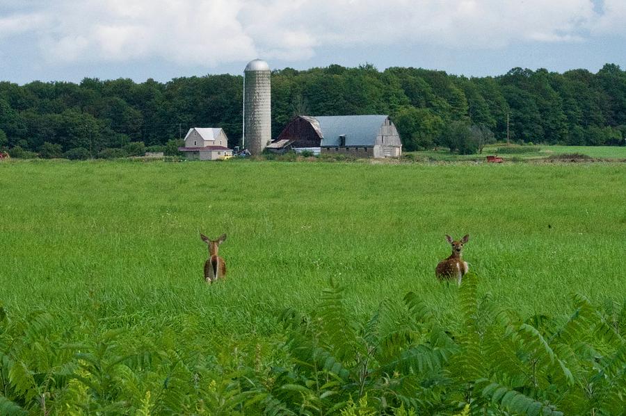 Deer Photograph - Country Life by Michael Peychich