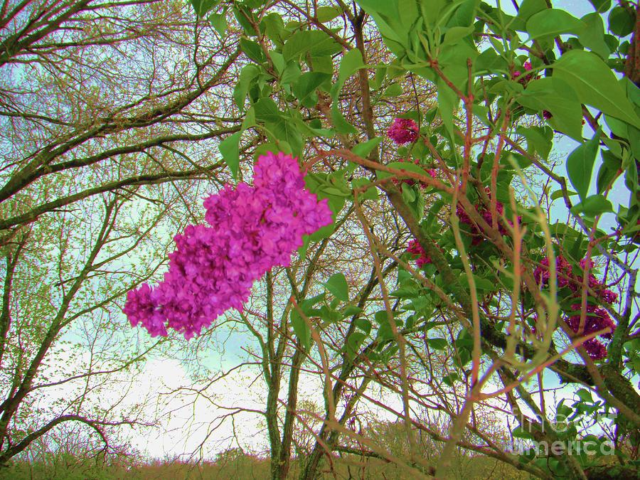 Country Lilac  Photograph by Susan Carella