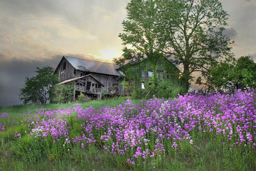 Country Living Photograph by Lori Deiter
