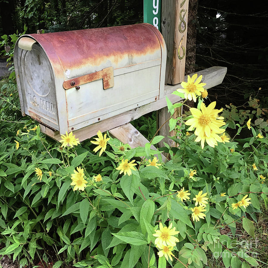 Country Mailbox Photograph by Laura Kinker