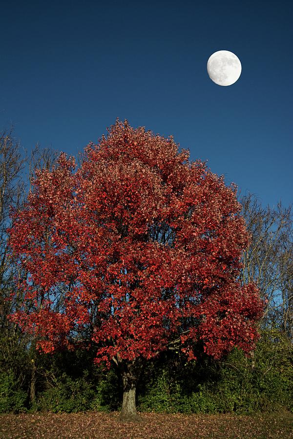 Country Moon Photograph by Randall Branham