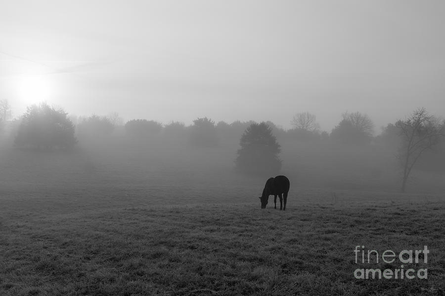 Country Morning Grayscale Photograph by Jennifer White