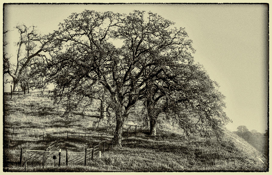 Country Oak Photograph by Susan Eileen Evans