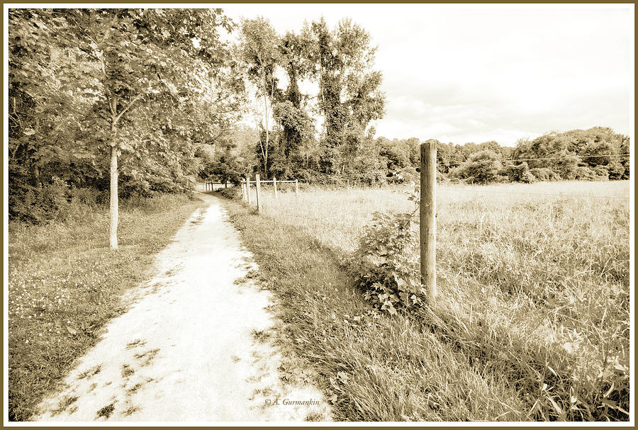 Country Path Along a Cow Pasture Photograph by A Macarthur Gurmankin