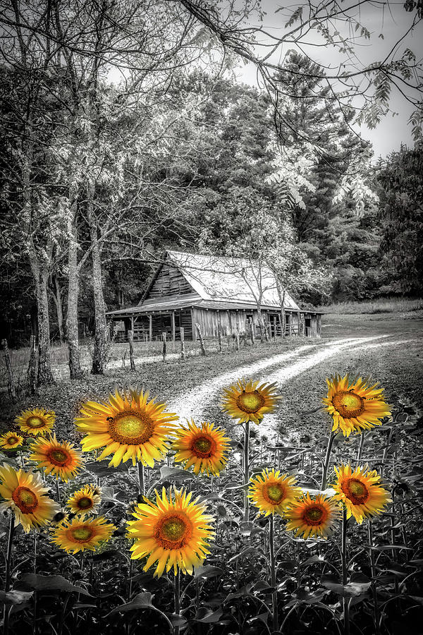 Country Paths Yellow Sunflowers in Black and White Photograph by Debra and Dave Vanderlaan