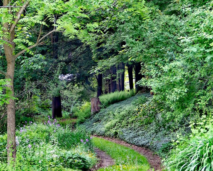 Country Pathway Photograph
