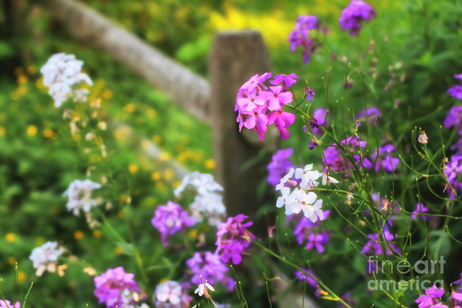 Country Phlox Photograph by Elizabeth Dow