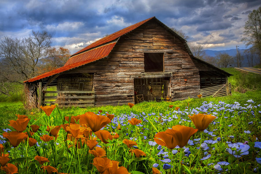 Barn Photograph - Country Poppies by Debra and Dave Vanderlaan