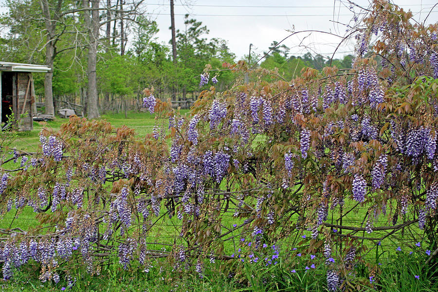 Country Purple Photograph by Cora Wandel