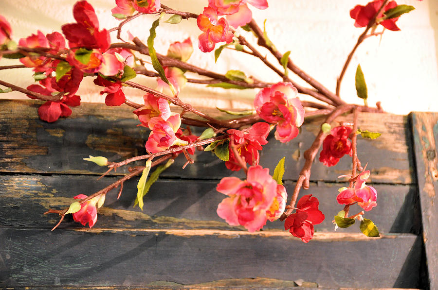 Country Quince Photograph by Jan Amiss Photography