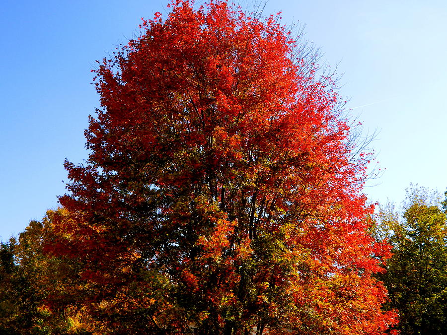 Country Reds Photograph by Arlane Crump | Fine Art America