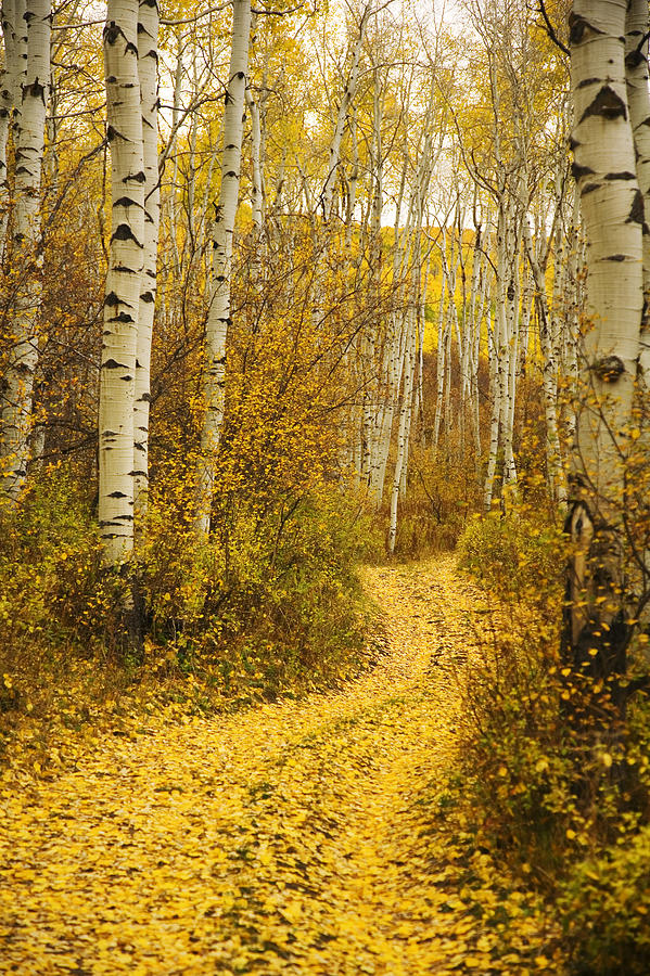 Country Road and Aspens 1 Photograph by Ron Dahlquist - Printscapes
