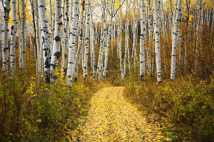 Country Road and Aspens 2 Photograph by Ron Dahlquist - Printscapes