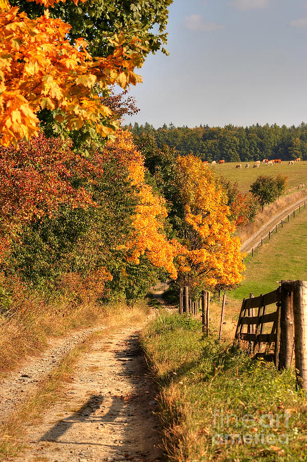 Country road and autumn landscape Photograph by Michal Boubin