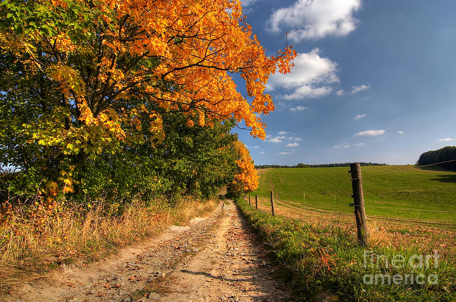 Country Road And Autumn Trees Photograph by Michal Boubin - Fine Art ...