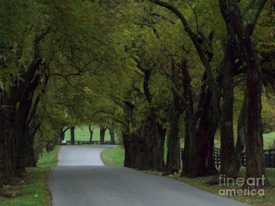 Country Road Green Tree Tunnel Photograph by Carol Riddle
