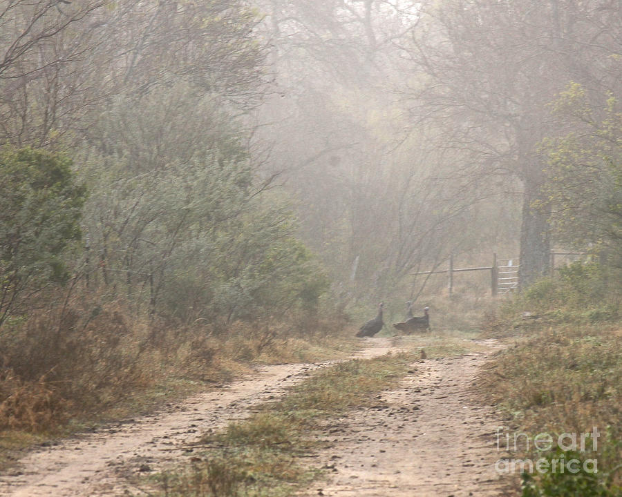Country Road In The Morning by Diana Black Country Road In The Morning by Diana Black