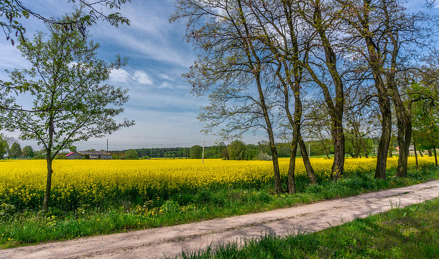 Country road in the rapeseed field Photograph by Dmytro Korol