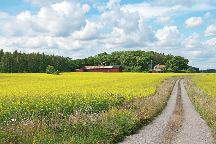Spring Photograph - Country road in yellow meadow by GoodMood Art