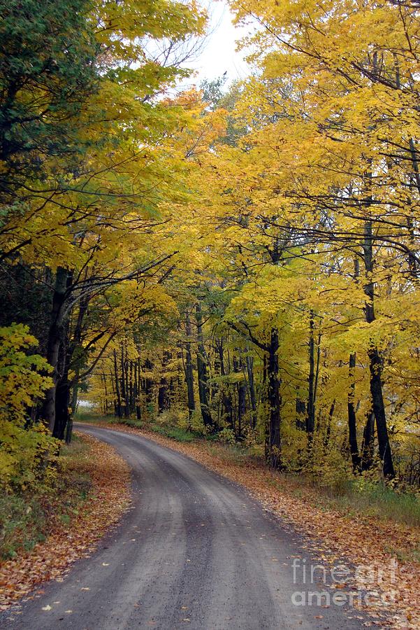 Country Road Photograph by Margaret Hamilton