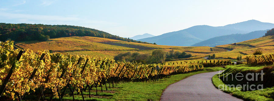 Country Road of the Alsace France Wine Region Photograph by Amy Sorvillo