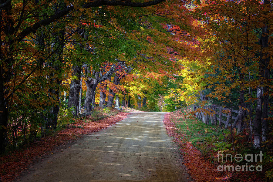 Fall Photograph - Country Road by Scott Thorp