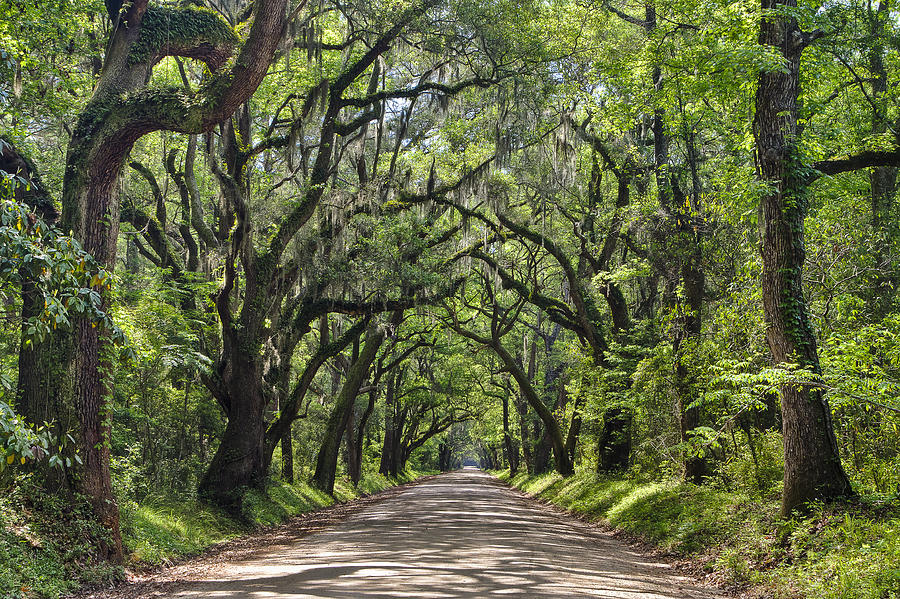 Country Road South Carolina Style Photograph by Bill Swindaman