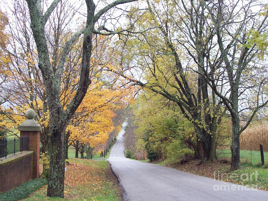 Country Road Through Autumn Photograph by Carol Riddle