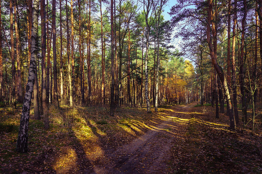 Country Road through the Forest Photograph by Dmytro Korol