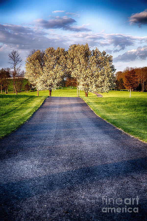 Country Road With Blooming Trees Photograph