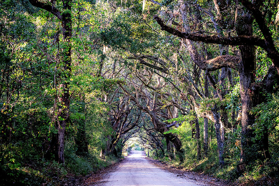 Country Road With Oak Trees At Plantation Photograph by Alex Grichenko